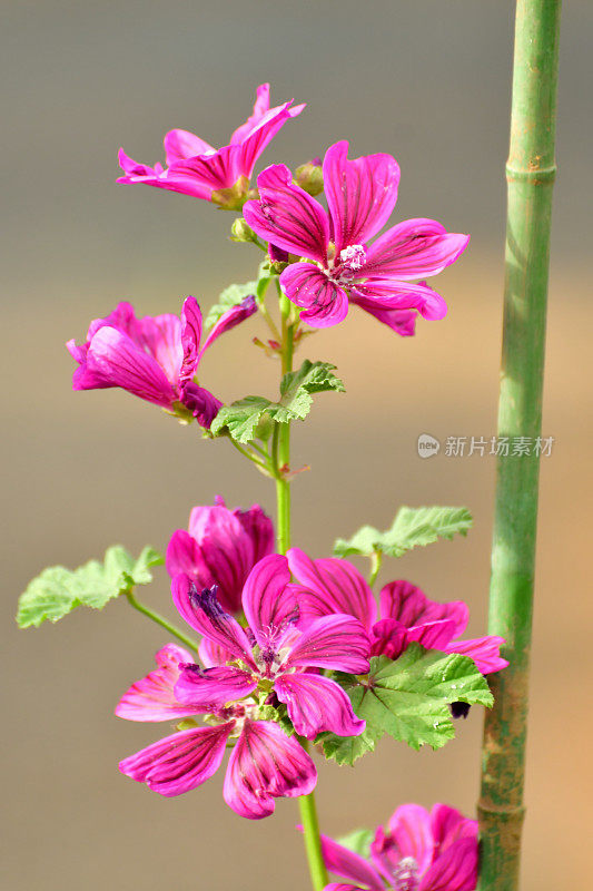 通常是Mallow / Malva Mauritiana / Malva Sylvestris